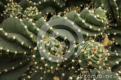 The Peruvian apple cactus Cereus repandus, Cereus peruvianus. Stock Photo