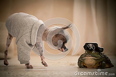Peruvian hairless and chihuahua mix dog with african bullfrog in a pirate hat Stock Photo