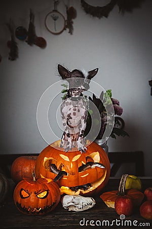 Funny dog selebrates Haloween with snakes and pumpkin Stock Photo