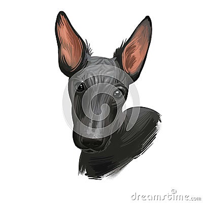 Peruvian Hairless dog portrait isolated. Digital for web, t-shirt print and puppy food cover design, clipart. Perro Sin Pelo de Stock Photo