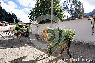 Peruvian muleskinner and farmer brings his wares to the local city market for sale Editorial Stock Photo