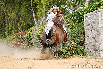 Peruvian Paso Horse demostration Editorial Stock Photo