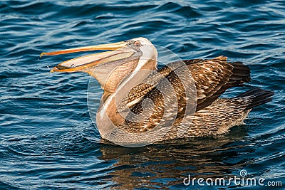 Peruvian pelican swallowing fish in the peruvian coast at Piura Stock Photo