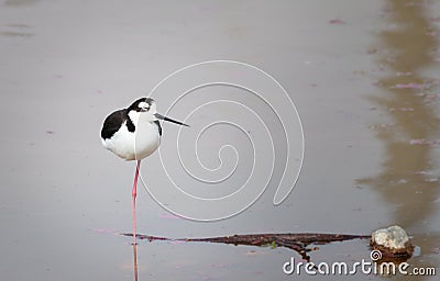 Peruvian stilt on one leg Stock Photo