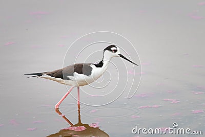 Peruvian stilt Stock Photo