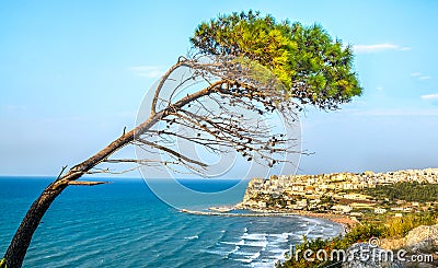 peschici gargano italy aleppo pine tree lashed wind mediterranean Stock Photo