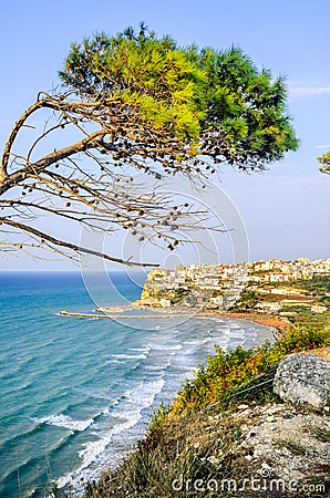 peschici gargano italy aleppo pine tree lashed wind mediterranean Stock Photo