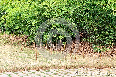 Pesky Bamboo Root Suckers in a Residential Lawn Stock Photo