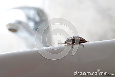 Pest, cockroach in the bathroom Stock Photo