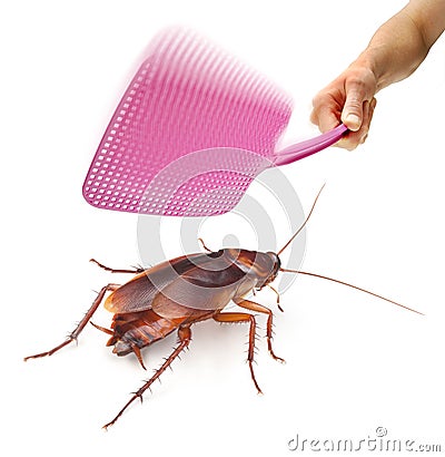 Pest Cockroach Fly Swatter Stock Photo