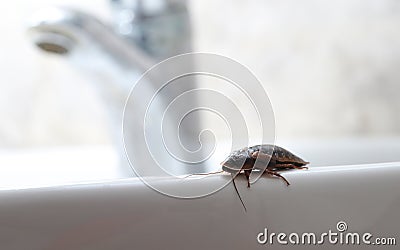 Pest, cockroach in the bathroom with tap Stock Photo