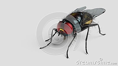 Pest fly close-up, annoying insect, blowfly on a white background. 3d render Stock Photo