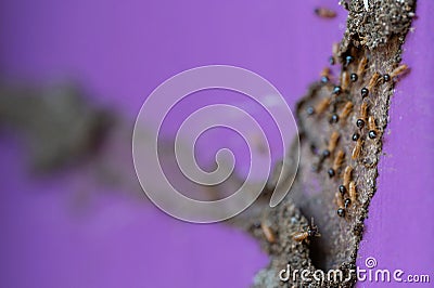 Pest termite insect theme Stock Photo