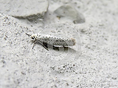 Willow ermine moth butterfly close up Stock Photo
