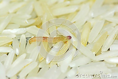 Pest worm on rice Stock Photo