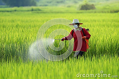 Pesticide,Farmers spraying pesticide in rice field wearing protective clothing Stock Photo