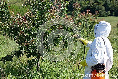 Pesticide spraying Stock Photo