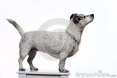 Pet animal; cute dog indoor. Ä°solated, white background Stock Photo