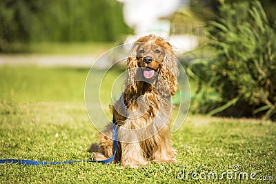 Cute dog, pet animal Stock Photo