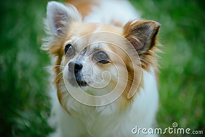 Pet care and animals rights. Pomeranian spitz dog walk on nature. Pedigree dog. Dog pet outdoor. Cute small dog play on Stock Photo