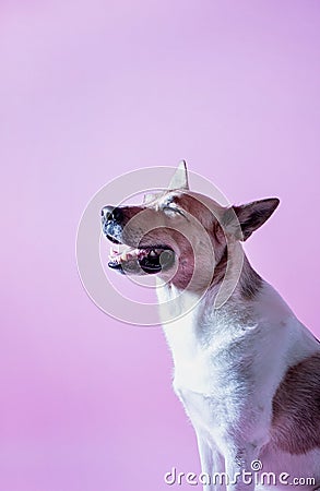 Cute funne mixed breed dog portrait on pink background Stock Photo