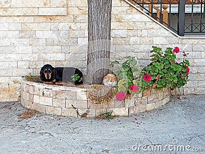 Pet Cat and Dog Resting Outside Stone House Stock Photo