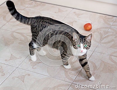 Pet cat with green eyes walks watching cautiously and intently Stock Photo