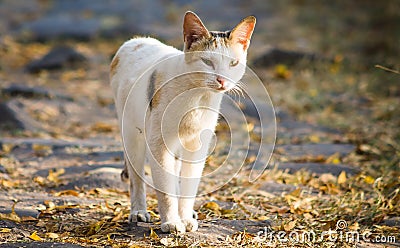 Pet cute outdoor daytime nature Stock Photo