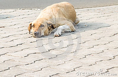 Pet cute outdoor daytime nature Stock Photo