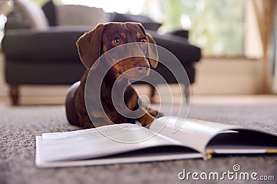 Pet Dachshund Dog Lying On Rug On Lounge Floor At Home Looking At Book Stock Photo
