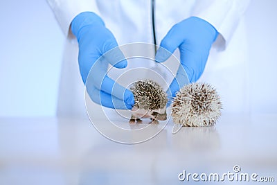 pet doctor.hedgehog health.prickly pets in the hands of a veterinarian in medical gloves. Stock Photo