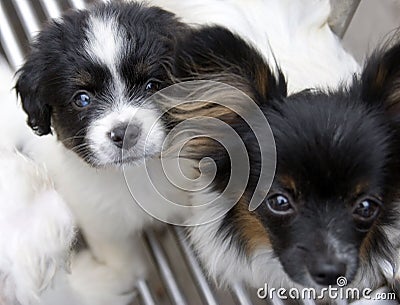 Pet dog Stock Photo