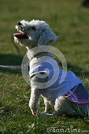 Pet dog Stock Photo