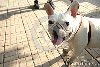 Pet dog~Close-up Stock Photo