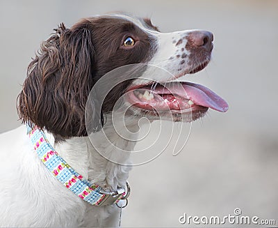 Pet dog with new collar Stock Photo