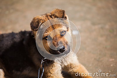 A pet dog Stock Photo