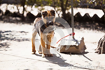 A pet dog at guard Stock Photo