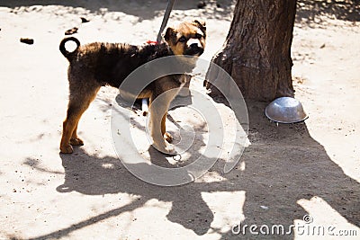 A pet dog at guard Stock Photo