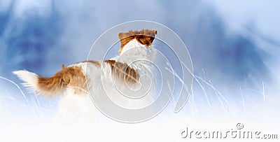 Pet dog standing in the snowy winter grass Stock Photo