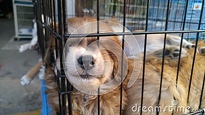 Pet dogs sleep in cages at the pet market Stock Photo