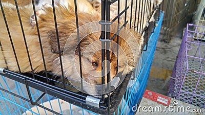 Pet dogs sleep in cages at the pet market Stock Photo