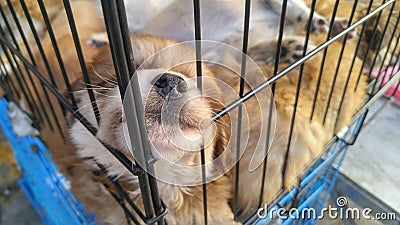 Pet dogs sleep in cages at the pet market Stock Photo