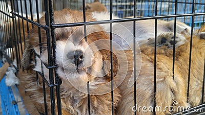 Pet dogs sleep in cages at the pet market Stock Photo