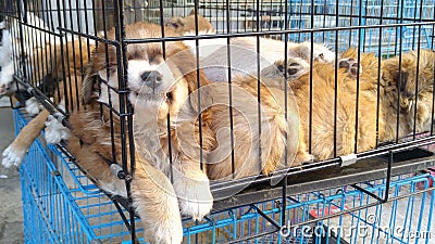 Pet dogs sleep in cages at the pet market Stock Photo