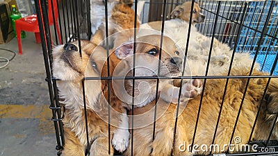 Pet dogs sleep in cages at the pet market Stock Photo