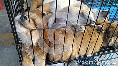 Pet dogs sleep in cages at the pet market Stock Photo