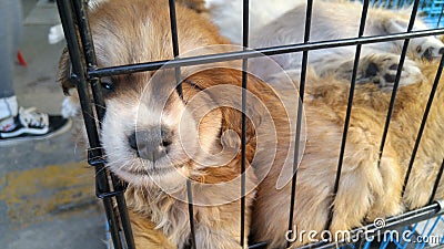 Pet dogs sleep in cages at the pet market Stock Photo