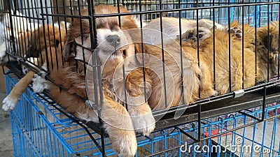 Pet dogs sleep in cages at the pet market Stock Photo