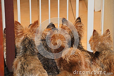 Pet dogs in some predicament Stock Photo