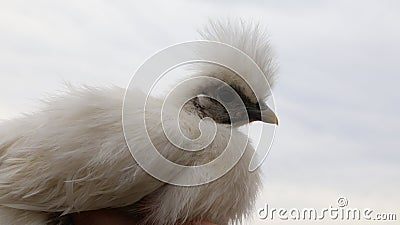 Pet and farm resorts- pampered pets and birds Stock Photo